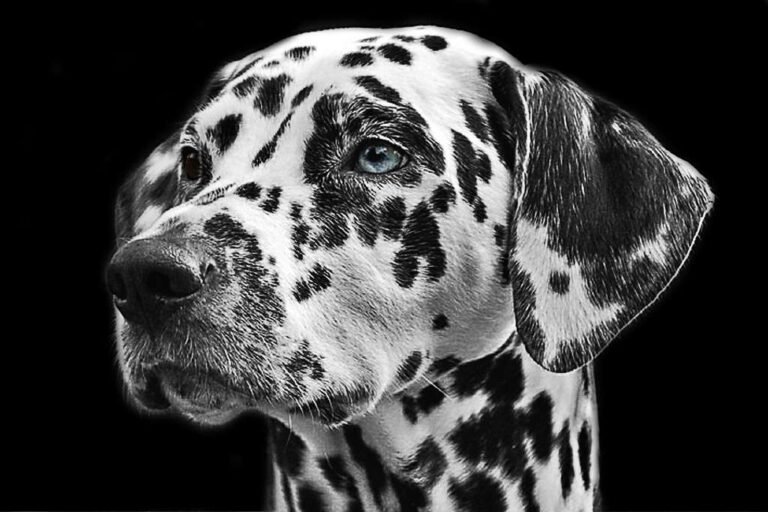 black-and-white-view-dog-animal-fur-mammal-730892-pxhere.com